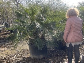 Chamaerops Humilis 120.000_mod